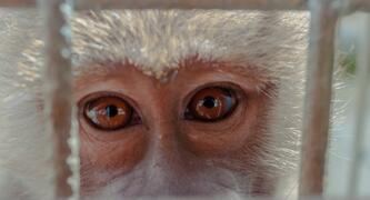 Animal experiments are evil. Photo by Alexandra Mirgheș on Unsplash