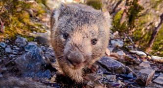 Stop the government-sanctioned killing of Australia’s native animals