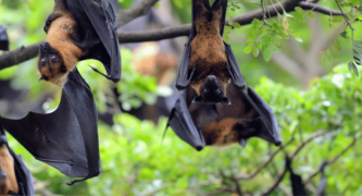 Stop allowing Queensland farmers to shoot flying foxes 