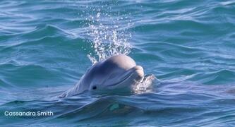 Give dolphins and whales a safer ocean