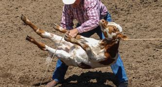 End calf roping in Australia!