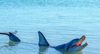 Help the Monkey Mia dolphins