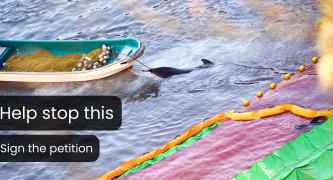 Stop the Taiji dolphin hunts