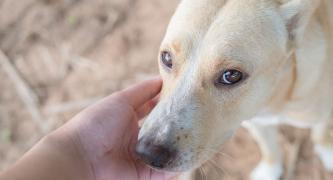 Pledge to adopt, not buy, a companion.