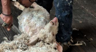 Take Action for Goats – Tell Paul Smith to Ditch Mohair