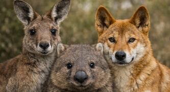 Stop Australia’s Wildlife Culls: Ban 1080 and Protect Sentient Animals