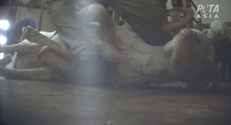 The ‘Responsible’ Wool Certifications H&M Trusts Are Failing Sheep 