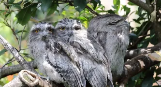 Protect Aussie birds: tell Bunnings to stop selling deadly SGAR rat poisons