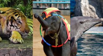 Traveloka: Don't Sell Cruelty