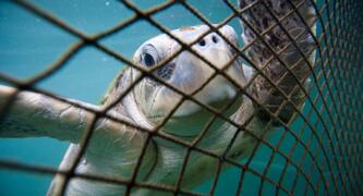 Get industrial fishing out of Australia's marine parks