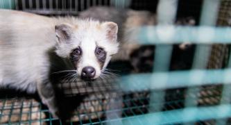 Help end fur sales in Australia