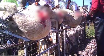 Tell Your Minister to End to Live Lamb Cutting Now