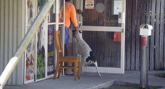 Vet Clinic KILLS healthy Greyhounds