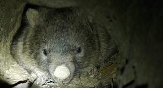 Tell Forestry Corporation not to destroy her home
