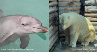 Sea World still breeds captive dolphins and polar bears