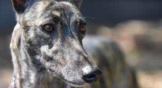 Stop greyhound racing in Australia