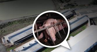 Justice for Olivia - stop Midland Bacon from expanding!