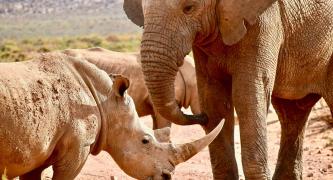 Ban Australia’s domestic trade in ivory