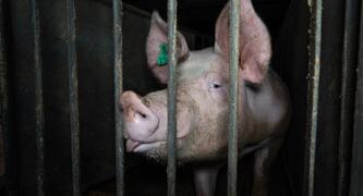 Challenge Aussie Pig Farmers to 'No Nut November'