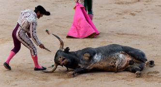 No More Deaths: Call For an End to Bullfights and Bull Runs in Pamplona