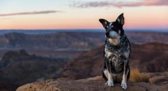 1080 poison is an animal welfare crisis.