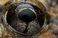 Ornate Burrowing Frog (Platyplectrum ornatum) by Ryan Claus @claus_in_nature 