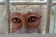 Animal experiments are evil. Photo by Alexandra Mirgheș on Unsplash