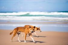 Dingoes on beach \ Photo by BehindTheTmuna on Unsplash