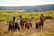 Brumbies - Photo by Christine Mendoza on Unsplash