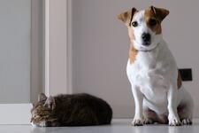 Companion animals - cat and dog - Photo by Marcin Szmigiel on Unsplash