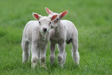 Lambs in field - Photo by Sjoukje Bos on Unsplash