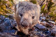 Stop the government-sanctioned killing of Australia’s native animals