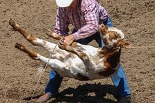 End calf roping in Australia!