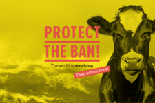Protect the Ban on Live Export 
