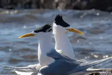 Australia’s birds need stronger protection from H5 bird flu
