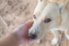 Pledge to adopt, not buy, a companion.