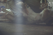 The ‘Responsible’ Wool Certifications H&M Trusts Are Failing Sheep 