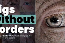 Pigs Without Borders petition