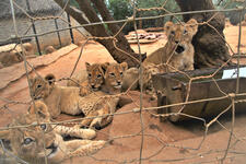 Ban the commercial trade of big cats in South Africa