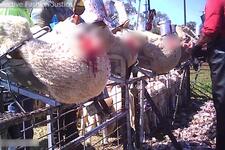 Tell Your Minister to End to Live Lamb Cutting Now