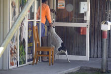 Vet Clinic KILLS healthy Greyhounds