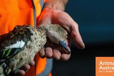 Stop dangerous new hunting ‘superagency’ in Victoria