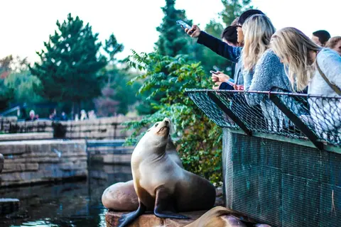 Seals in captivity - photo by katie jowett on unsplash