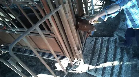 Painful dehorning - Photo credit: Farm Transparency Project