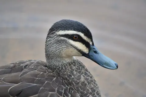 It’s time to ban native bird shooting  in South Australia