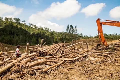 Defend Forest Defenders!