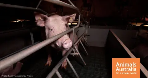 Say NO to Midland Piggery expansion.
