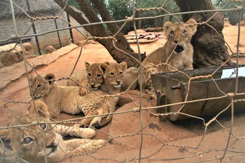 Ban the commercial trade of big cats in South Africa