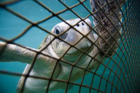 Get industrial fishing out of Australia's marine parks