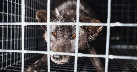 Add your voice to end fur cruelty in Australia!